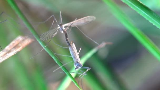 zanzara accoppiamento, insetti accoppiamento primaverile Gru volare seduta su foglia verde
 - Filmati, video