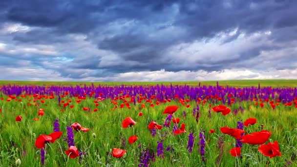 field of flowers and the cloudy sky - Footage, Video