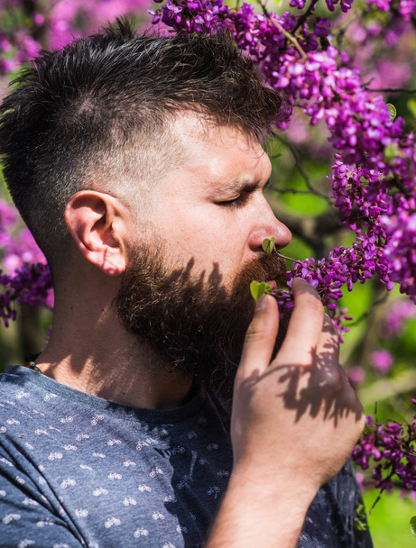 Man with beard and mustache on calm face near flowers on sunny day. Bearded man with fresh haircut sniffs bloom of judas tree. Hipster enjoys aroma of violet blossom. Perfumery and fragrance concept. - Foto, afbeelding