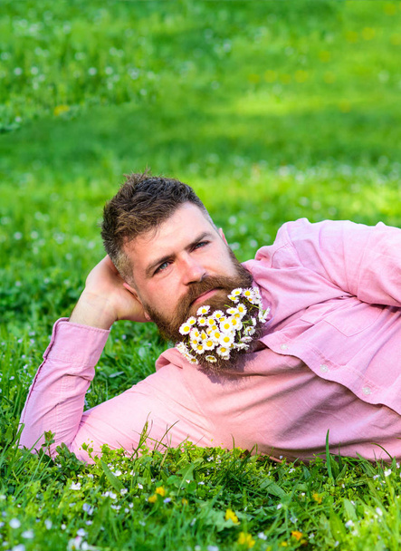 Man with beard on calm face enjoy nature. Relaxation concept. Hipster with bouquet of daisies in beard relaxing. Bearded man with daisy flowers in beard lay on meadow, lean on hand, grass background - Foto, Imagen