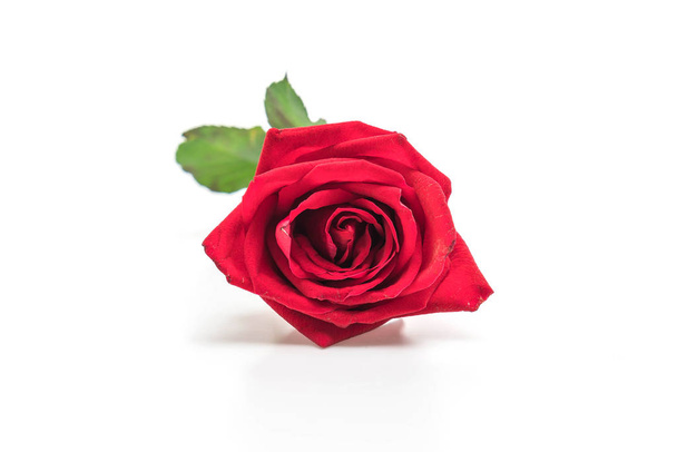 red rose isolated on white background - Photo, image