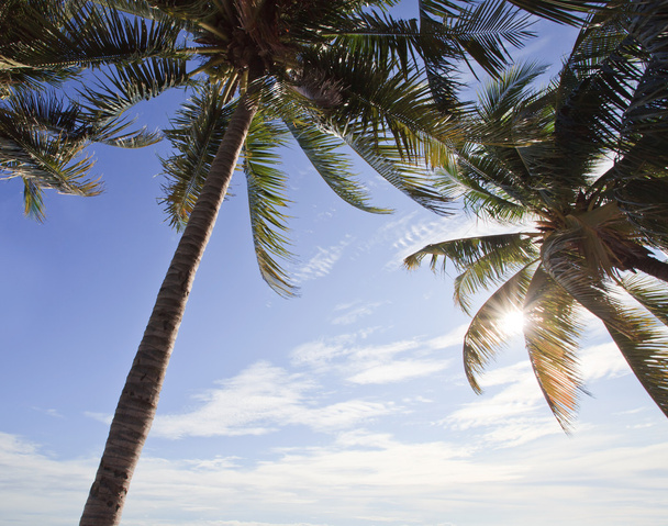 Coconut tree and sunny day - Photo, Image