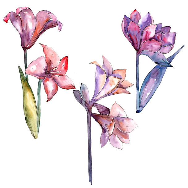 Pink amaryllis. Floral botanical flower. Wild spring leaf wildflower isolated. Aquarelle wildflower for background, texture, wrapper pattern, frame or border. - Φωτογραφία, εικόνα