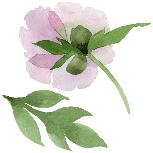 Gently pink peonies. Floral botanical flower. Wild spring leaf wildflower isolated. Aquarelle wildflower for background, texture, wrapper pattern, frame or border. - Fotoğraf, Görsel