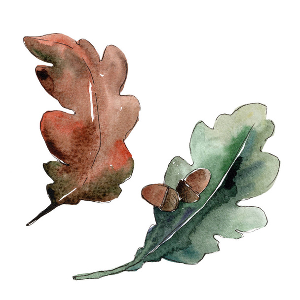 Δρύινα φύλλα. Φύλλο φυτού Βοτανικός Κήπος floral φύλλωμα. Φύλλα ακουαρέλας για φόντο, υφή, μοτίβο περιτύλιγμα, πλαίσιο ή στα σύνορα. - Φωτογραφία, εικόνα