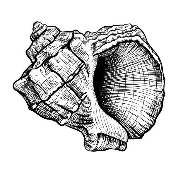 Η Seashell handdrawn σκίτσο - Διάνυσμα, εικόνα
