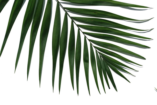 Tropical palm tree leaves on a white background. - Foto, Bild