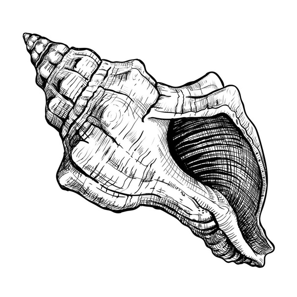 Dibujo dibujado a mano de concha
 - Vector, imagen