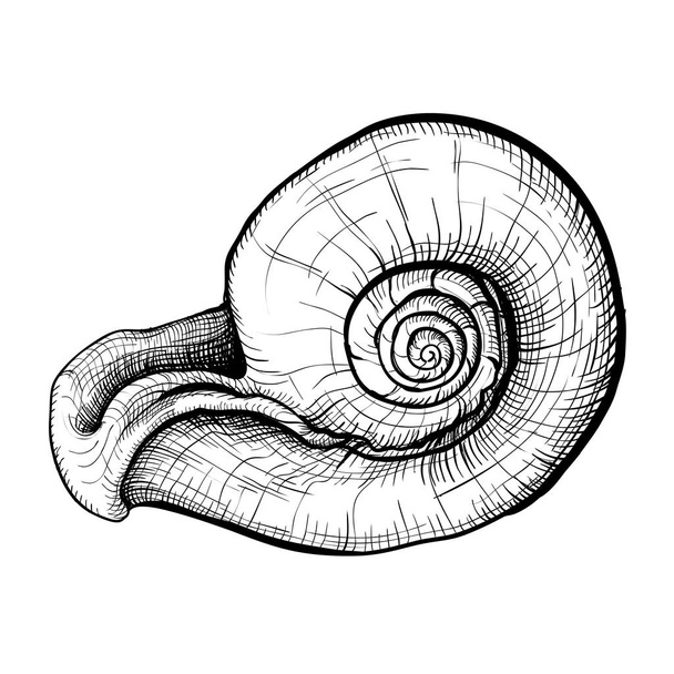 Seashell handdrawn sketch - Vector, Image