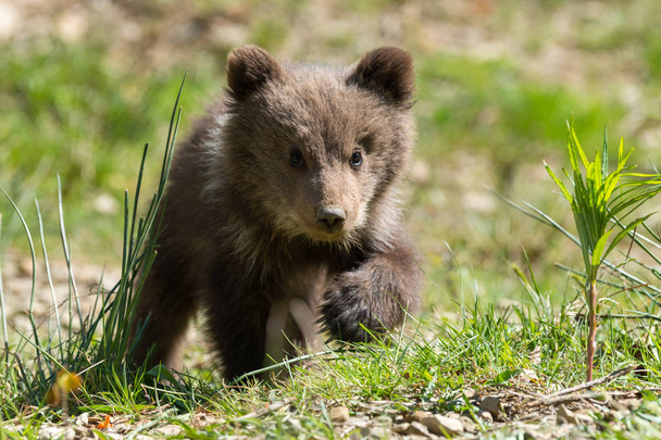 Wild brown bear cub closeup in summer forest - Photo, Image