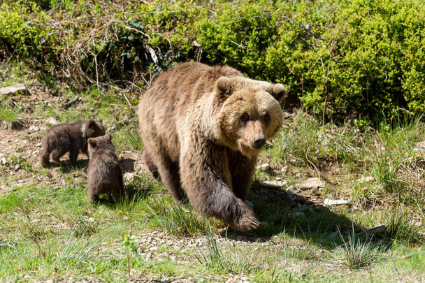 Primopiano del cucciolo d'orso bruno selvatico nella foresta estiva
 - Foto, immagini