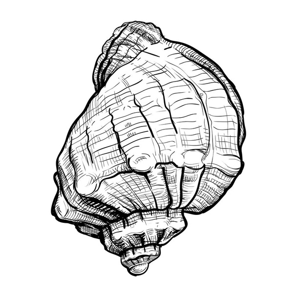 Seashell käsin piirretty luonnos
 - Vektori, kuva