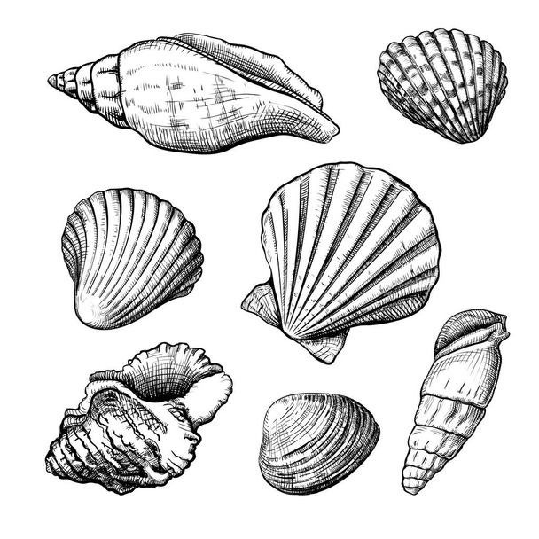 Seashells handdrawn sketch - Διάνυσμα, εικόνα