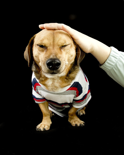 dachshund - Φωτογραφία, εικόνα