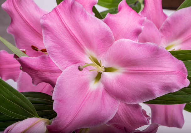 Primer plano de flores de azulejos rosados. Los nombres comunes para las especies de este género incluyen lirio de hadas lluvia zephyr lily magic lily Atamasco lily and rain lily. - Foto, Imagen