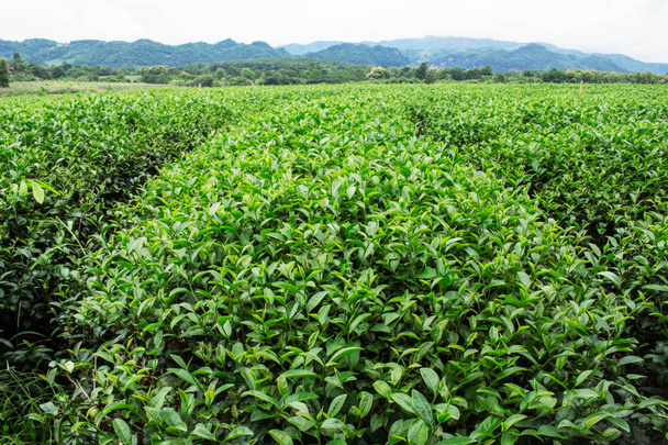 Plantation de thé avec nature verte et montagne
. - Photo, image