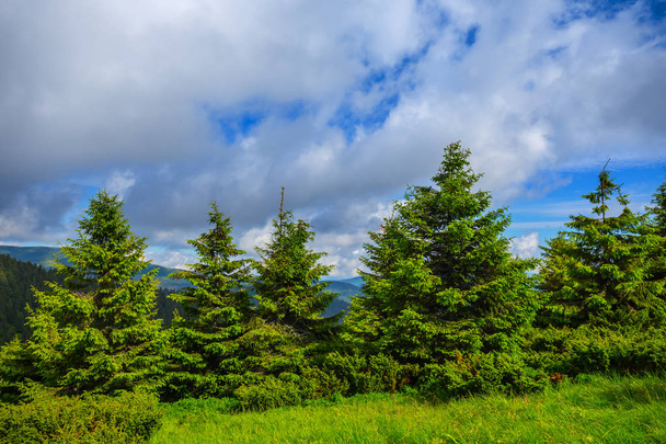 beautiful green pine forest on a cloudy sky background - Фото, зображення