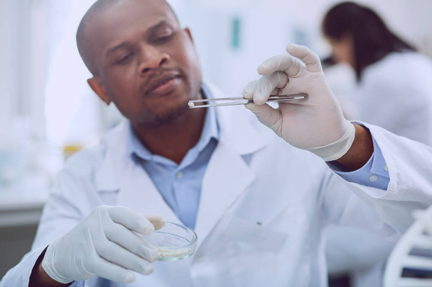 Concentrated skilled bioengineer doing a test with seeds - Foto, Imagem