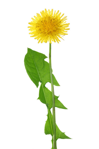 Dandelion flower or Taraxacum Officinale with leaves isolated on white background - Photo, Image