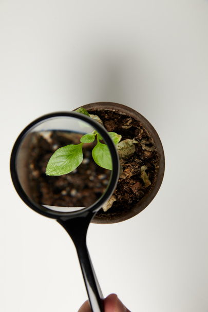 top view through magnifying glass at green plant in pot on grey  - Photo, Image