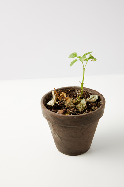 close-up view of single green plant and dried leaves on soil in pot on grey - Photo, Image