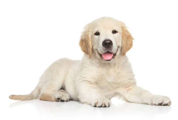 Golden Retriver puppy on white background. Animal themes - 写真・画像