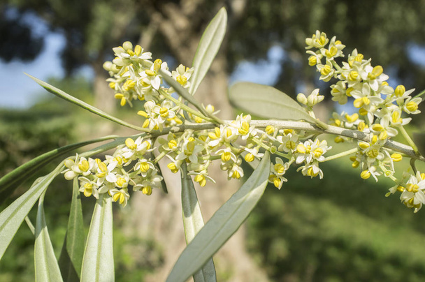 Olive tree in bloom. Branch of olive tree full of flowers - Photo, Image