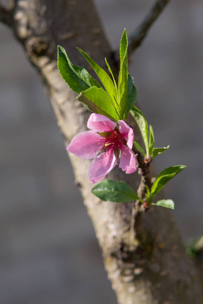 Розовые цветы на дереве. Персиковый бобсом
. - Фото, изображение