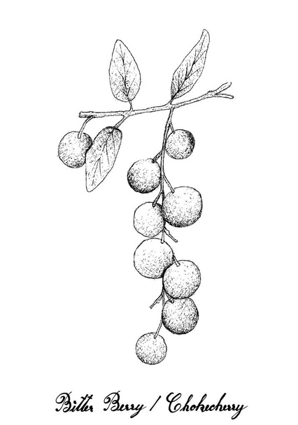 トロピカル ・ フルーツの手描きスケッチ新鮮な苦い果実や白い背景で隔離、木の枝にぶら下がっている Chokecherries の図。ビタミン A と C の人生にとって必須栄養素で高い. - ベクター画像