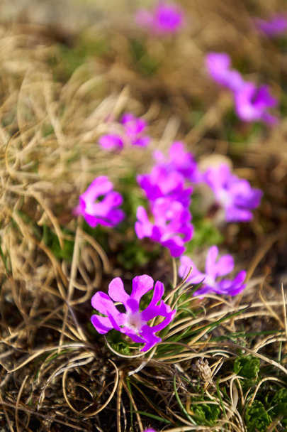 Closeup of small wild purple flowers on the mountain - Foto, immagini