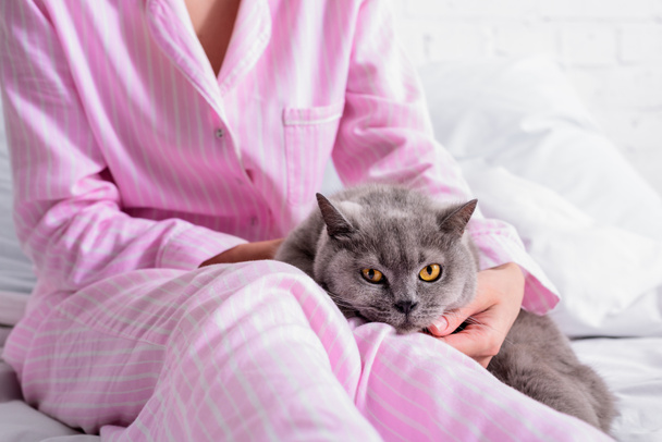 cropped shot of woman with britain shorthair cat on bed at home - Foto, Bild