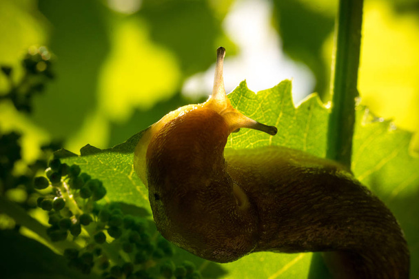 limace de jardin sur une feuille de vigne dans un jardin ensoleillé
 - Photo, image