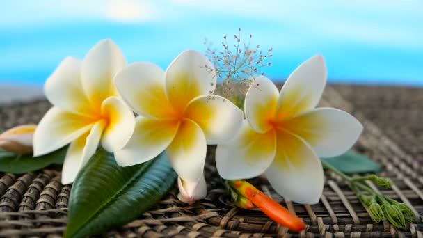 Świeży biały frangipani plumeria tropikalne kwiaty egzotyczne nad niebieski basen wody - Materiał filmowy, wideo
