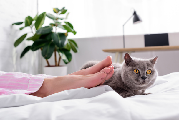 rajattu kuva naisen kanssa britain shorthair kissa sängyssä kotona
 - Valokuva, kuva