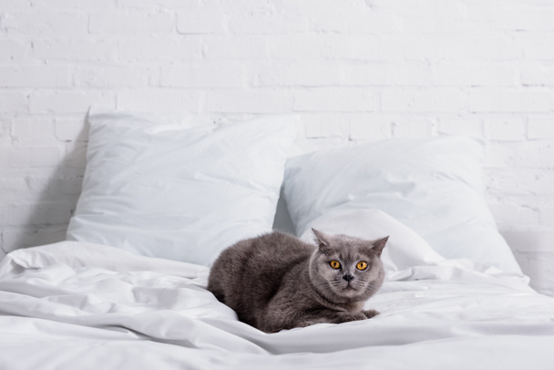 close up view of grey britain shorthair cat resting on bed - Фото, зображення