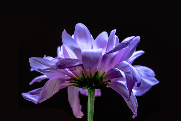 flower - Foto, Bild