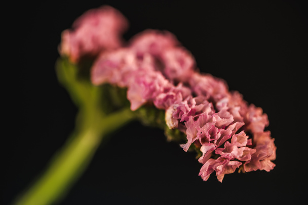 Nahaufnahme einer rosafarbenen Staticeblume (Limonium), isoliert auf schwarz - Foto, Bild