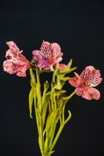 studio shot of pink alstroemeria flowers, isolated on black - Zdjęcie, obraz