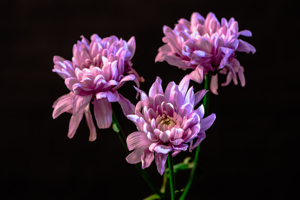 Studio βολή από τρεις ροζ λουλούδι, απομονώνονται σε μαύρο - Φωτογραφία, εικόνα