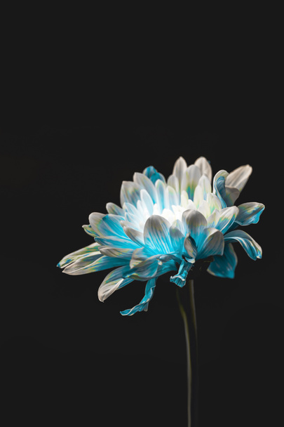 estudio plano de flor azul y blanca, aislado en negro con espacio de copia
 - Foto, Imagen