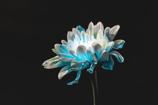plano de estudio de flor de margarita azul y blanca pura, aislado en negro
 - Foto, Imagen