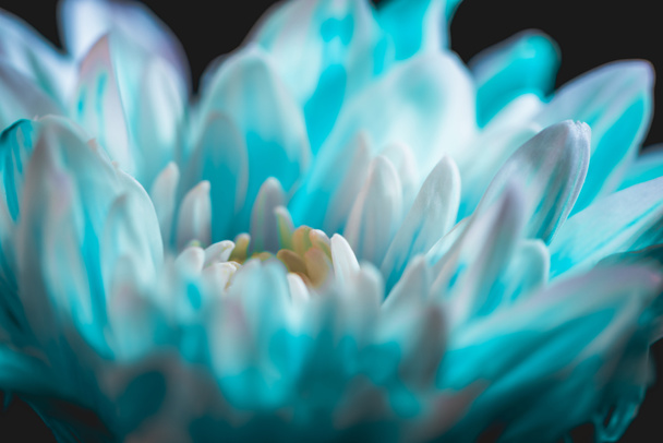close up of blue and white daisy flower, on black - Фото, зображення