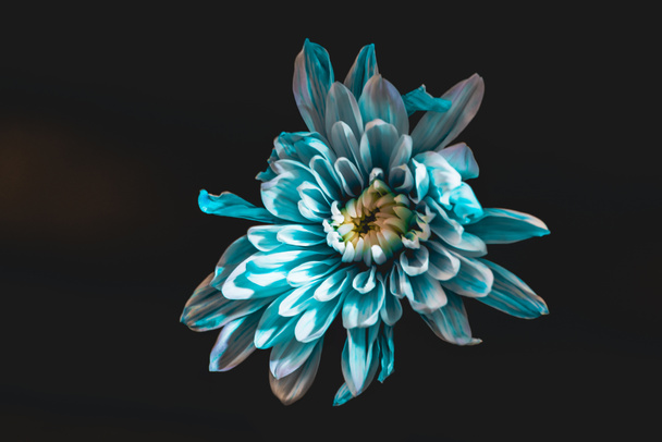 ylhäältä näkymä sininen ja valkoinen kukka, eristetty musta
 - Valokuva, kuva