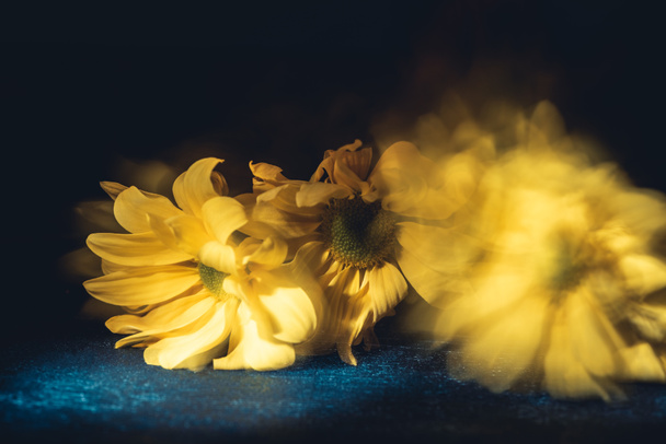 yellow blurred flowers, on dark background - 写真・画像