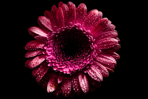 κάτοψη του ροζ ζέρμπερες λουλούδι με σταγόνες σε πέταλα, απομονώνονται σε μαύρο - Φωτογραφία, εικόνα