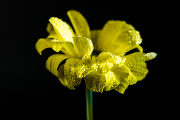 eine schöne Blume mit Tropfen auf gelben Blütenblättern, isoliert auf schwarz - Foto, Bild