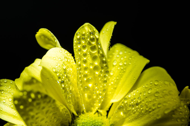 close up of yellow daisy flower with drops on petals, isolated on black - Foto, Imagem