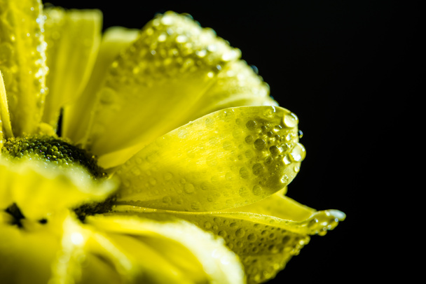 close up of yellow flower with drops on petals, isolated on black - Valokuva, kuva