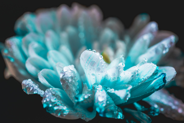 selektiver Fokus blauer Gänseblümchenblümchen mit Tropfen auf Blütenblättern, isoliert auf Schwarz - Foto, Bild