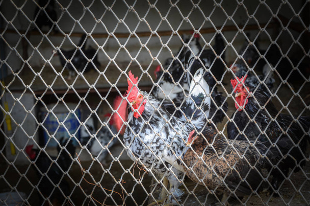 Black and white cock standing in the poultry - Photo, Image